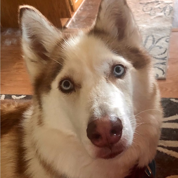 ❤️🐾 Amy & The Husketeers!  🐾❤️ - Picture 8 of 14